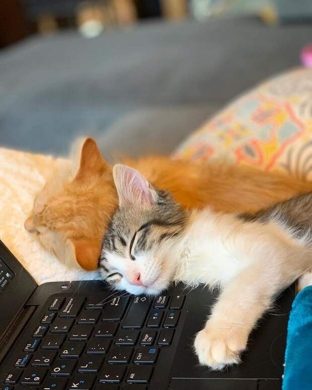 Коты и ноутбук Два кота