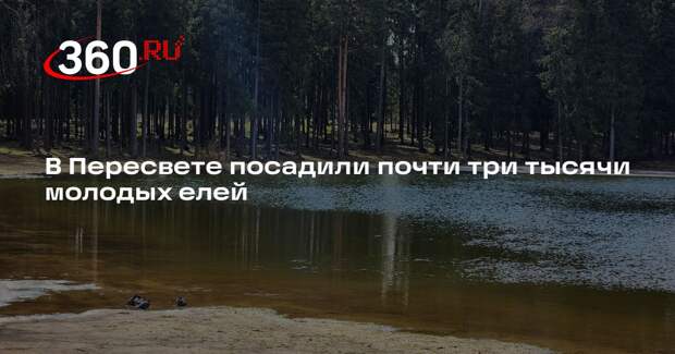 В Пересвете посадили почти три тысячи молодых елей