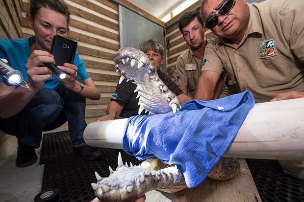 Ветеринару пришлось лечить очень опасного пациента — трёхметрового крокодила ветеринар, животные, крокодил