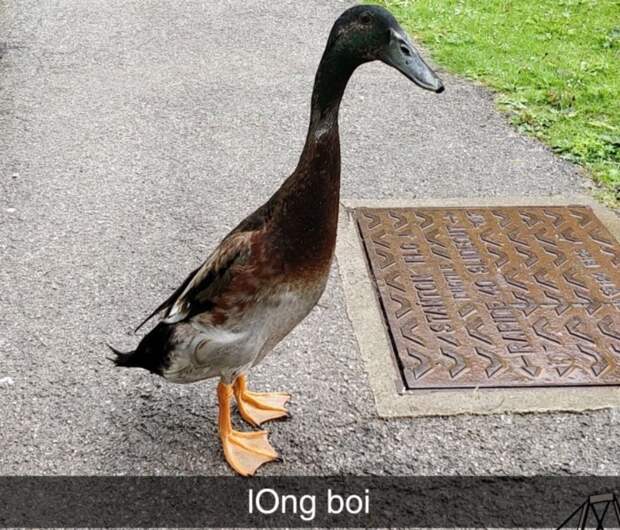 long boi Длинная утка