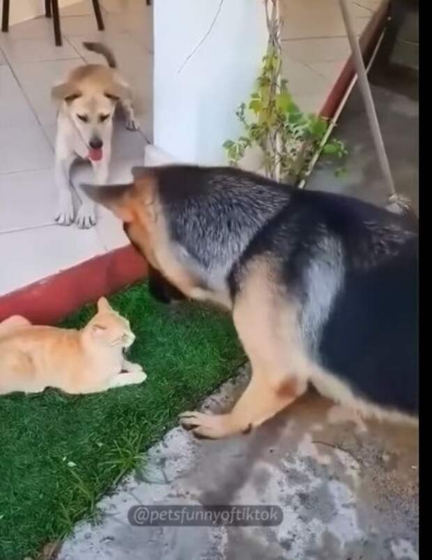 Шо деется, люди добрые😱 кошки гоняют собак