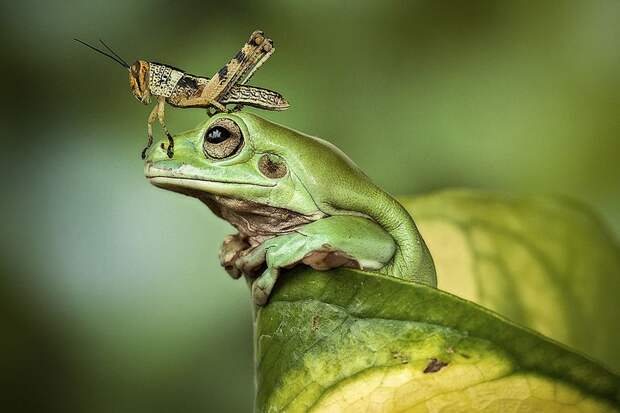 Оригинальные лягушки Frogs03 Оригинальные лягушки