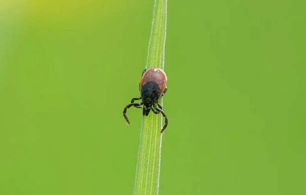 Тулякам назвали территории повышенной активности клещей