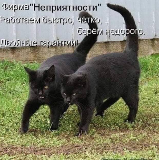 Прикольная котоматрица (22 шт)