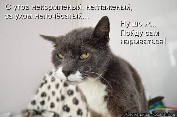 Лучшие котоматрицы недели