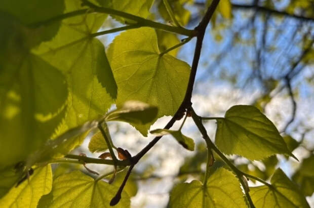 Как весна влияет на тело и настроение: объяснение учёных