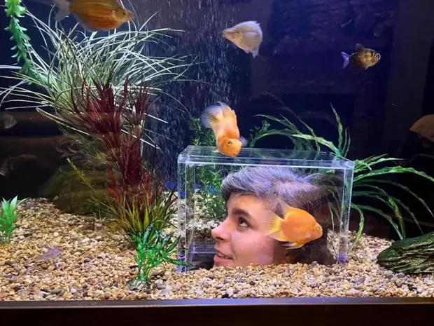 Идеальный аквариум: и котик доволен, и рыбки целы
