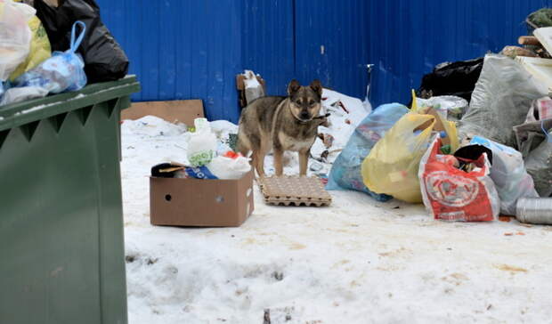 Участковый ранил собаку, напавшую на нижегородку