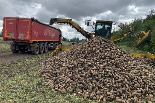 В Тамбовской области аграрии собрали более 5,5 миллионов тонн сахарной свеклы