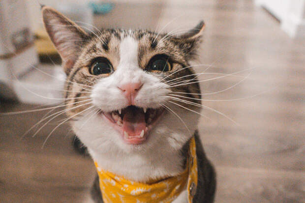"Без рецепта": в США создали аналог Оземпика для кошек