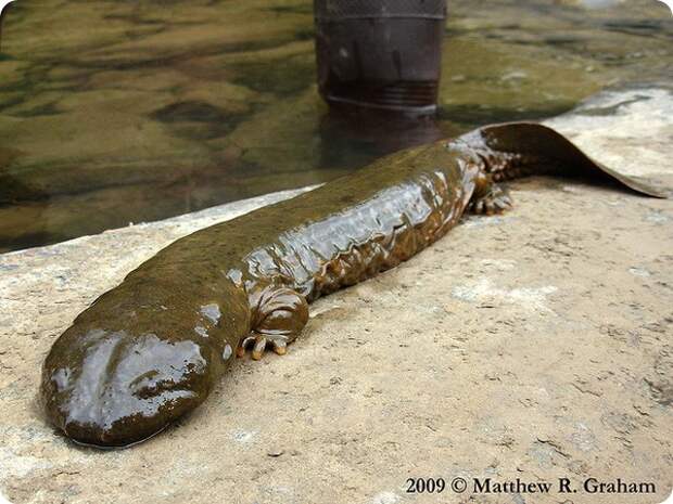 Аллеганский скрытожаберник (лат.Cryptobranchus alleganiensis)