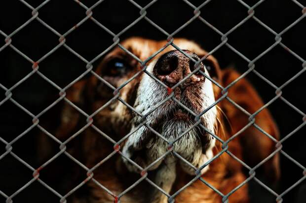 Это изображение имеет пустой атрибут alt; его имя файла - animal-welfare-g0cceb15e8_1280-1024x682.jpg