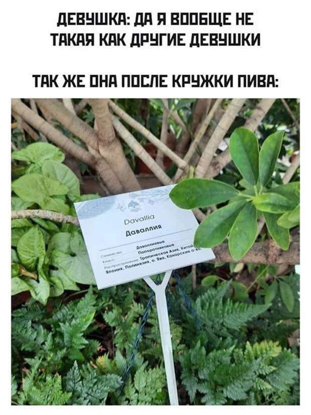 Мемы и приколы про алкоголь после прошедших выходных