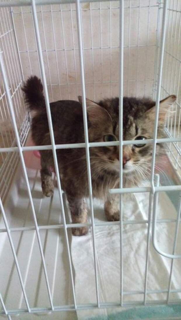 Котик начал истошно мяукать, когда люди остановились, чтобы рассмотреть его Котик начал истошно мяукать, когда люди остановились, чтобы рассмотреть его истории спасения, кот, кошка, приют