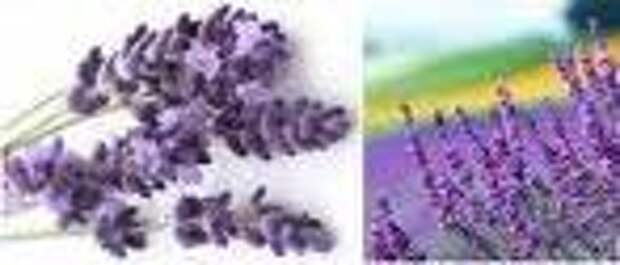 Фиолетовое соединение железа. Соединения фиолетового цвета. Фиолетовые соединения олова. Успокоительные фиолетовые. Фиолетовые соединения титана.