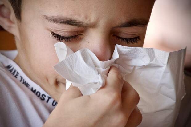 Аллерголог Болибок: тополиный пух аллергеном не является