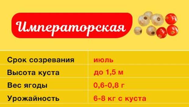 Смородина Императорская белая и красная