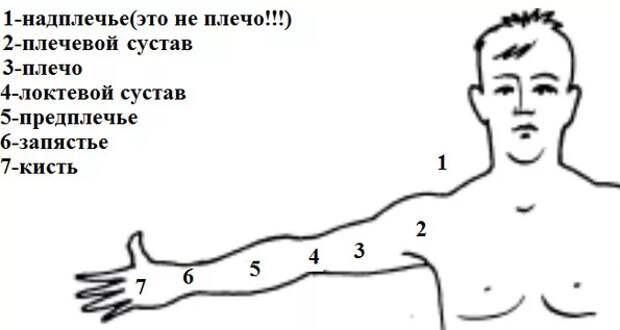 Обратите внимание, что именно называется плечом! Это - область руки от подмышки до локтя!