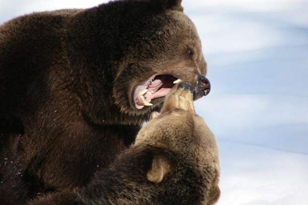 Бурые медвежата: особенности роста и развития