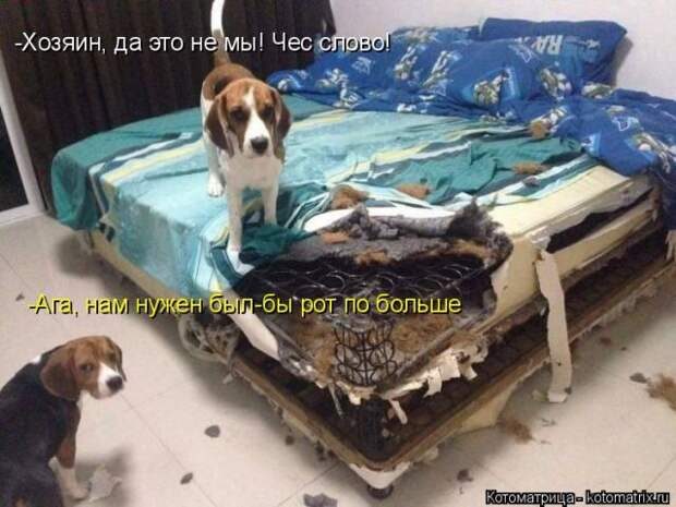 Лучшие котоматрицы недели (50 фото)
