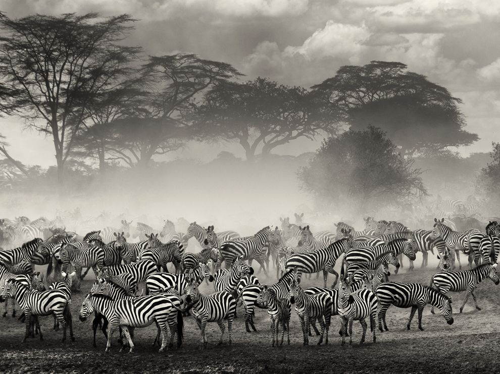 natgeowllpprs04 natgeowllpprs04 Обои для рабочего стола от National Geographic за апрель 2013