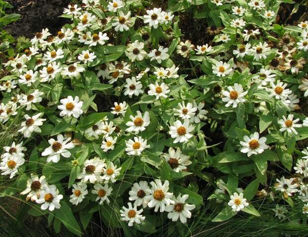 Zinnia mexicana