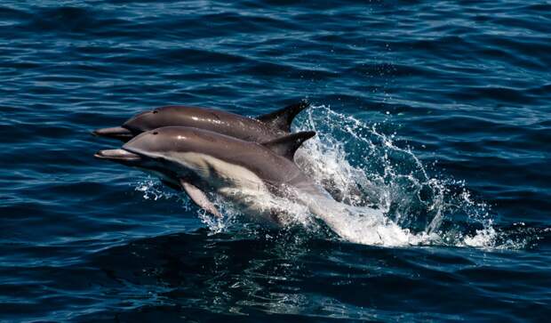 Через несколько минут показались выпрыгивающие из воды дельфины. Девушка взвизгнула от восторга.