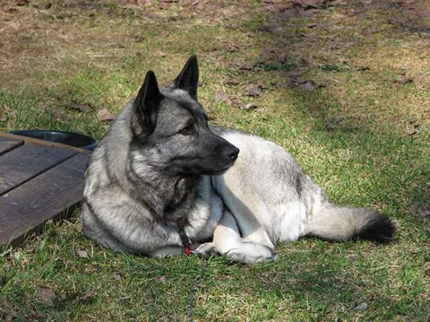 Norwegian Elkhound