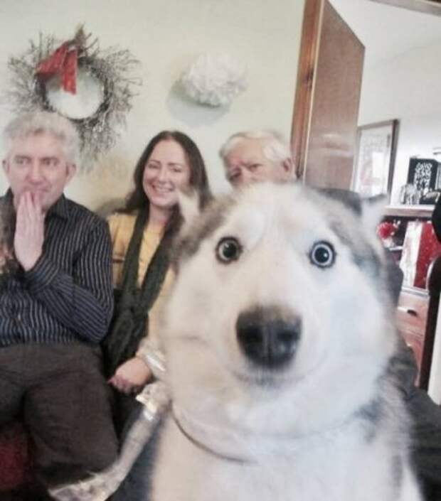Смешные фотобомбы (17 шт)