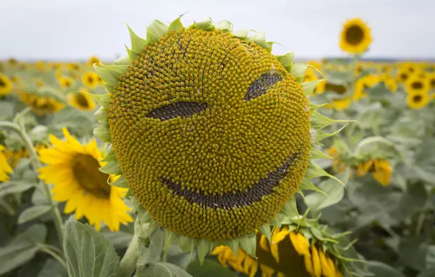 Пользователей-любителей смайликов чаще всего считают несерьезными людьми