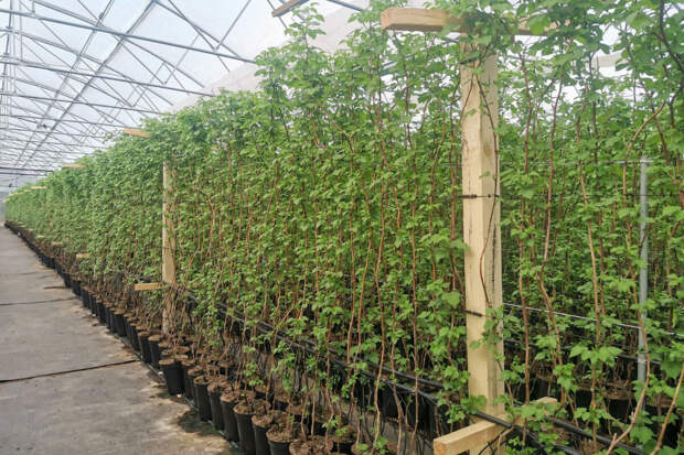 Садовод Воронова: перед дачным сезоном в теплице нужно провести дезинфекцию