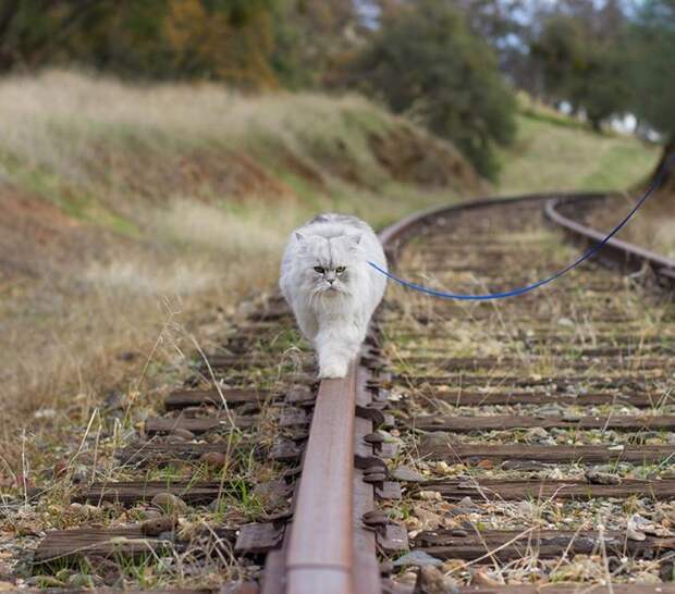 Гэндальф кот, кот-путешественник 