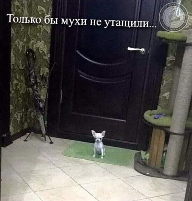 Щенок