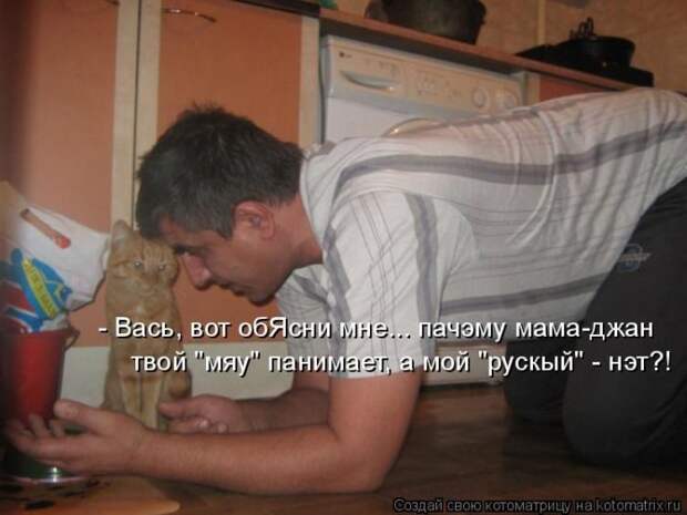 Лучшие котоматрицы недели