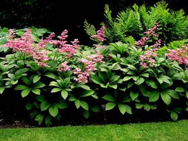 ФОТО Роджерсия каштанолистная на юге