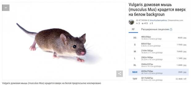 Мыш на стоковом сайте