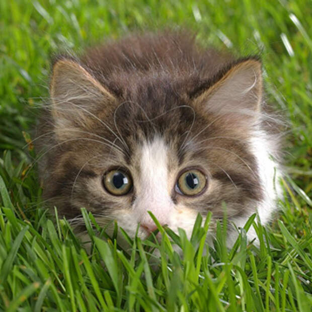 Какую траву любят кошки?
