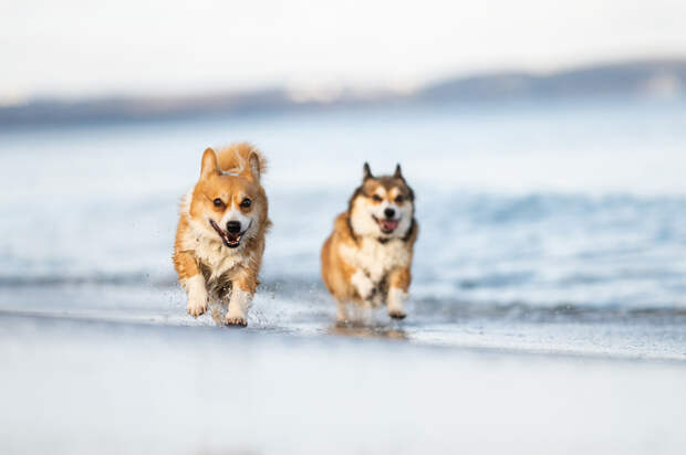 Вес корги — сколько весят питомцы по стандарту