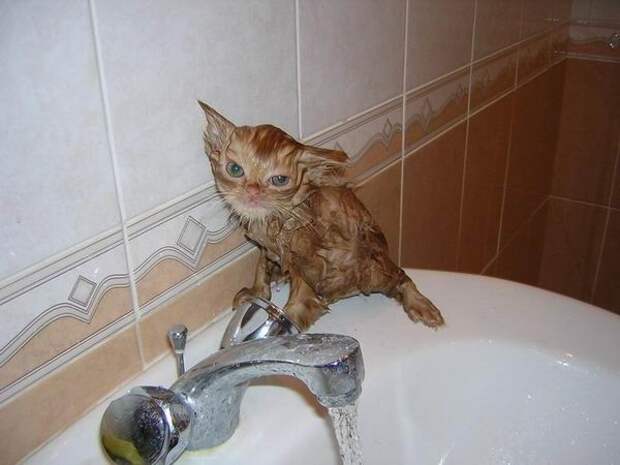 Кошки которые любят воду-10