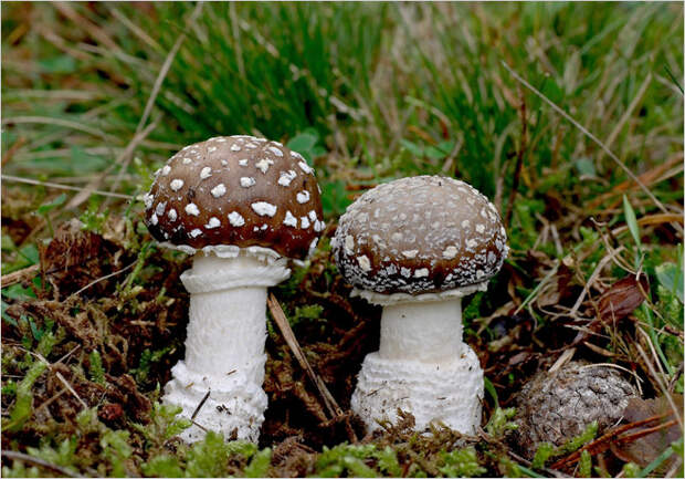 Фото №10 - Фунги сапиенс: почему грибы куда умнее и хитрее, чем мы думали