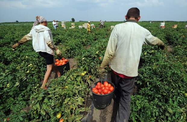 Студенты на овощах, Об аграрных подвигах студентов