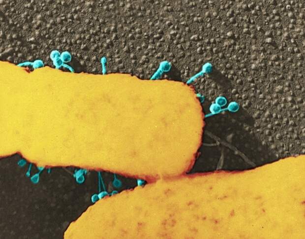 Бактериофаги атакуют кишечную палочку