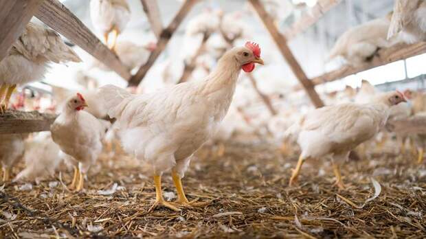 СМИ узнали о плане уничтожить более 4 млн кур в США из-за птичьего гриппа
