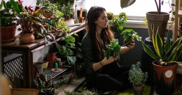 Избавят от запахов и очистят воздух: 4 идеальных растения для вашей кухни