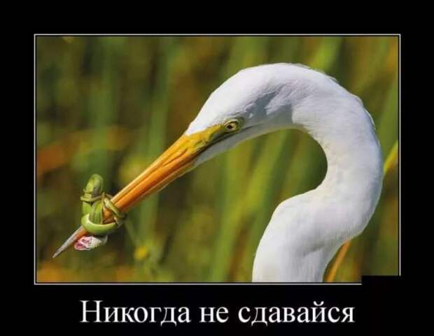 Прикольные демотиваторы с надписями. Подборка chert-poberi-dem-chert-poberi-dem-39290614122020-16 картинка chert-poberi-dem-39290614122020-16