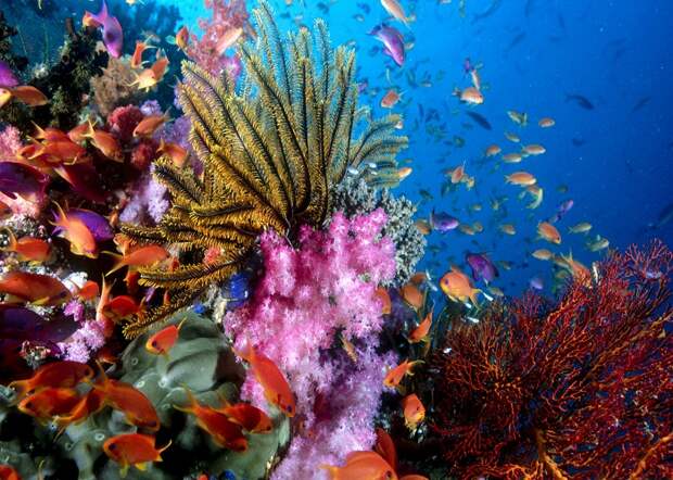 Невероятный подводный мир островов Фиджи.