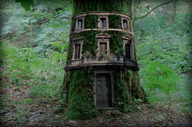 Дом внутри дерева.