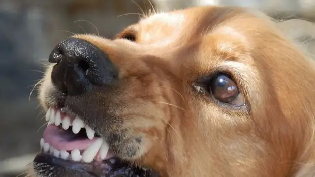 Жители Липецка продолжают жаловаться на бродячих собак