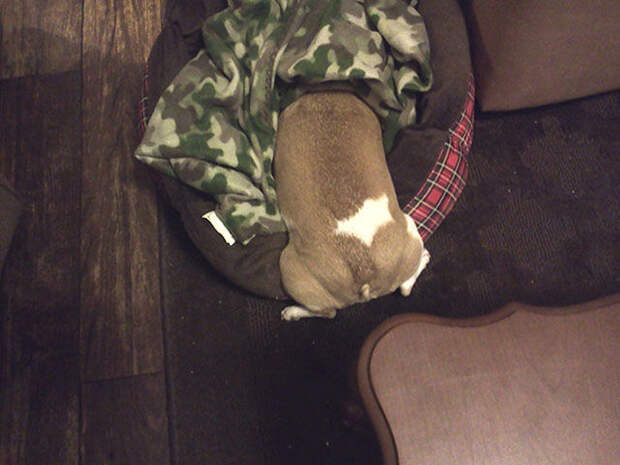 Pets Really Don’t Enjoy Visits to the Vet