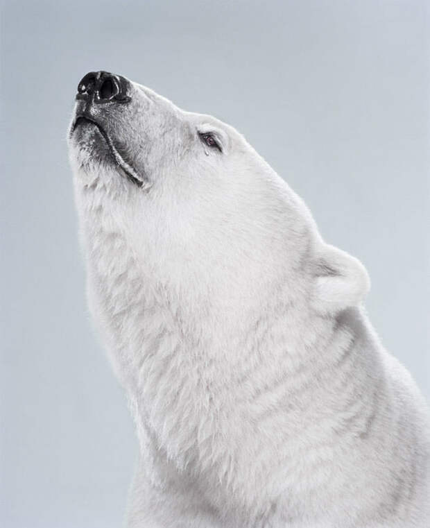 Ми-ми-мишки